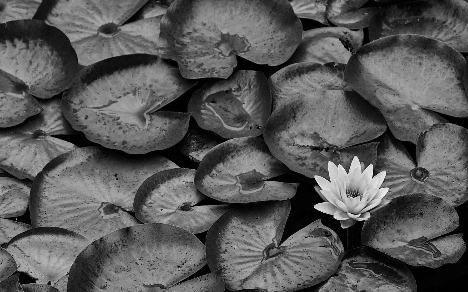 Immature Bald Eagle displaying full wing span in flight.